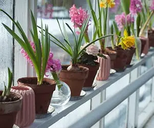 Seven Oaks Plant Shop