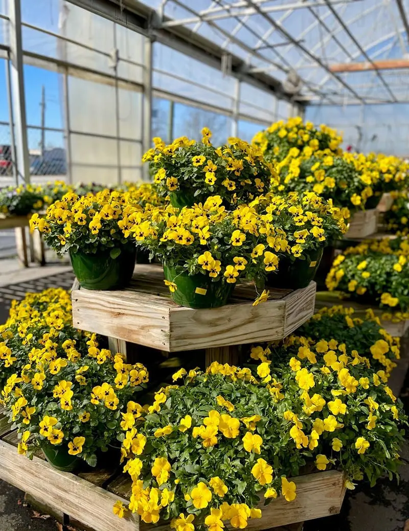 Greenhouse