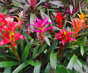 Indoor Plants