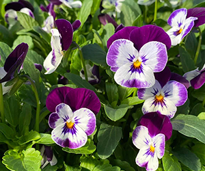 Outdoor Plants