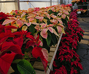 Seasonal Plants